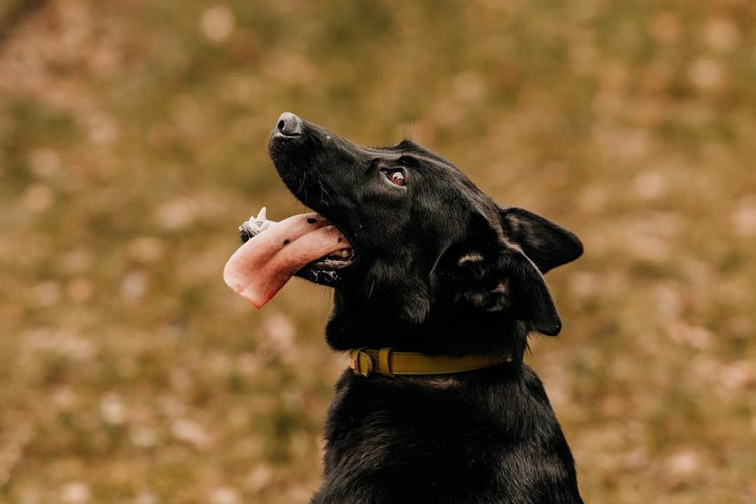 Młodziutki Marley szuka domu