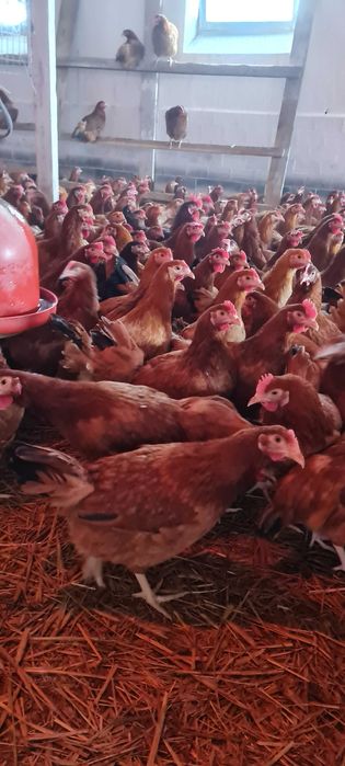 Kury Nioski młode z jajkami 26tyg.Ferma Drobiu. Transport Gratis