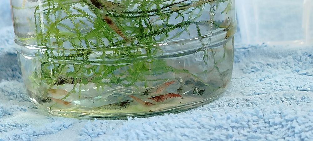 krewetki poselekcyjne ponad 30szt cena za wszystkie