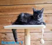 Kocurek Maine Coon FPL