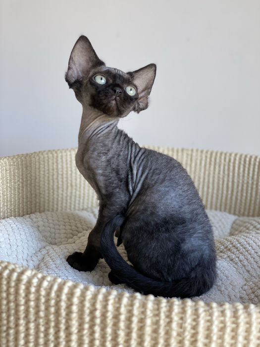 Morgan Calvados*PL   Devon Rex chłopiec  grupa B