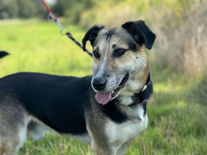 Bajer do adopcji!