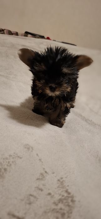 Супер міні дівчинка шукає сім'ю