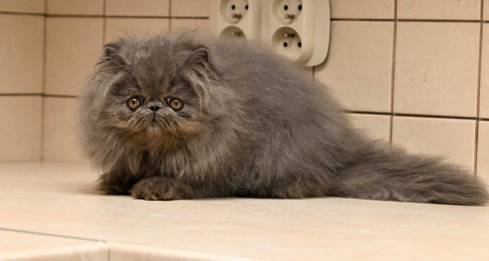 niebieski pers, kot perski, kocięta perskie