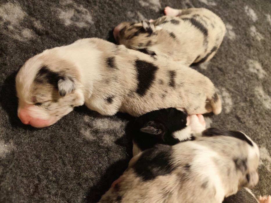 Border collie blue merle
