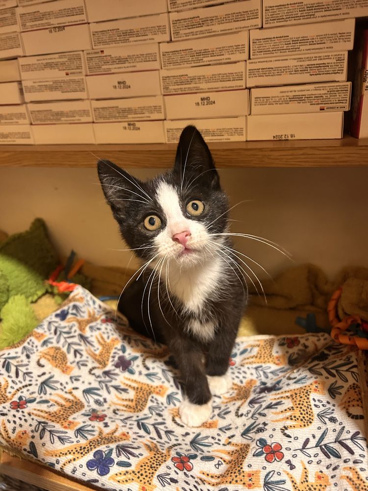 Przepiękna pingwinka do adopcji