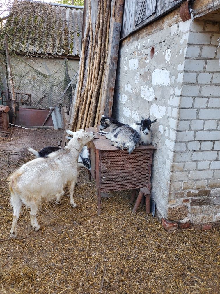 Продаємо  кізочок