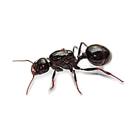 Колония муравьев Жнецов Messor Struktor для формикария муравейника