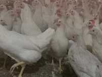 Kury Nioski Leghorn 24 tygodnie.. Wysyłka!