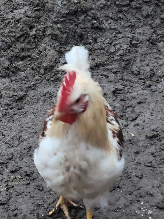 Tuszki królika  (naturalny chów )