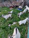 Cabras e cabritos raça serpentina