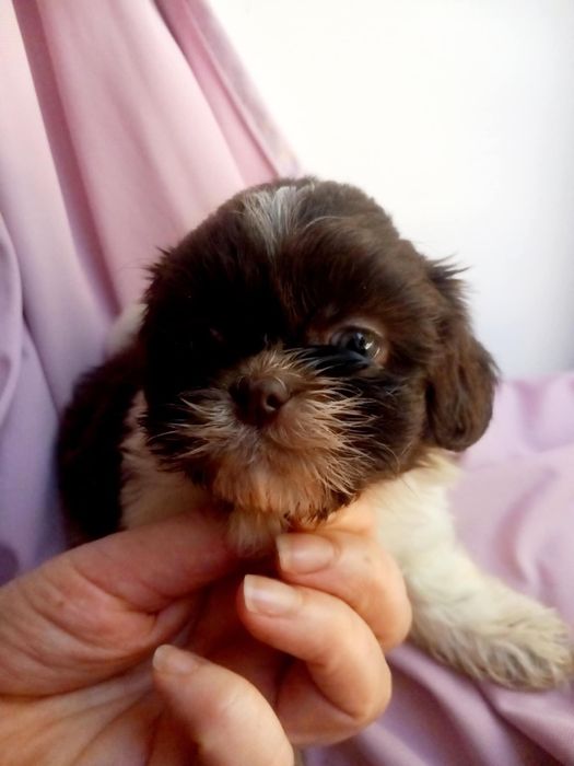 Suczka shih-tzu czekoladowo biała