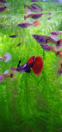 Oportunidade último casal - Guppys Dumbo Platinum Redtail - Casal