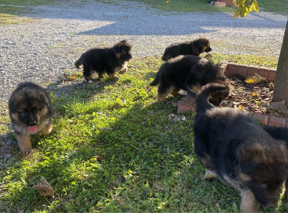 Owczarek niemiecki długowłosy szczeniak