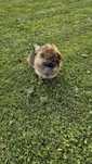 Lulu pomerânia / spitz alemão macho