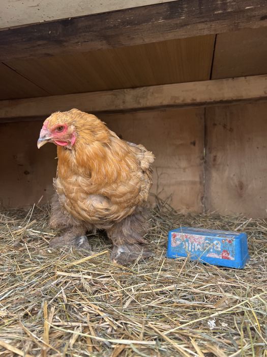 Kochin olbrzymi kury Kwoka brahma i 2 kurczaki kochin olbrymi