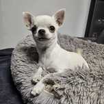 Chihuahua FCI piesek krótkowłosy