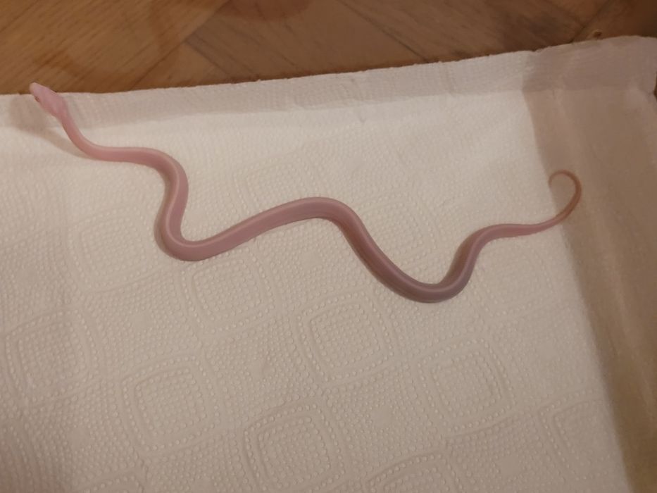 Wąż zbożowy scaleless bez łusek snow tessera