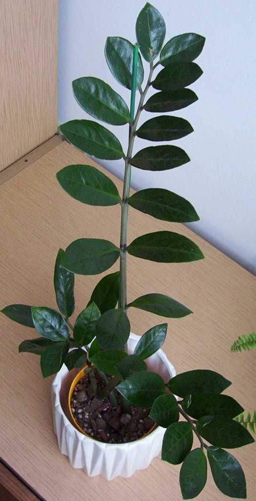 Hortensje hoja carnosa, epipremnum aureum, wilczomlecz, zamiokulkas,