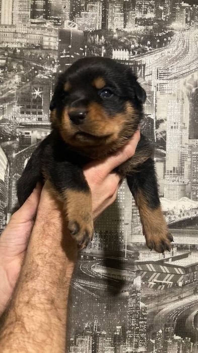 Цуценята ротвейлера