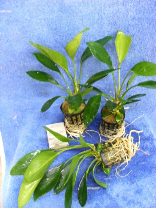 GB Anubias congensis 25cm roślina w koszyczku