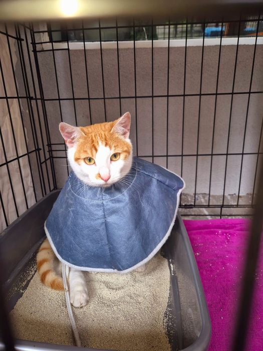 Uroczy rudzielec szuka domu