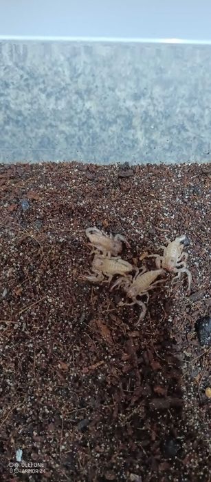 Skorpion L2/3 Heterometrus silenus ex. petersi