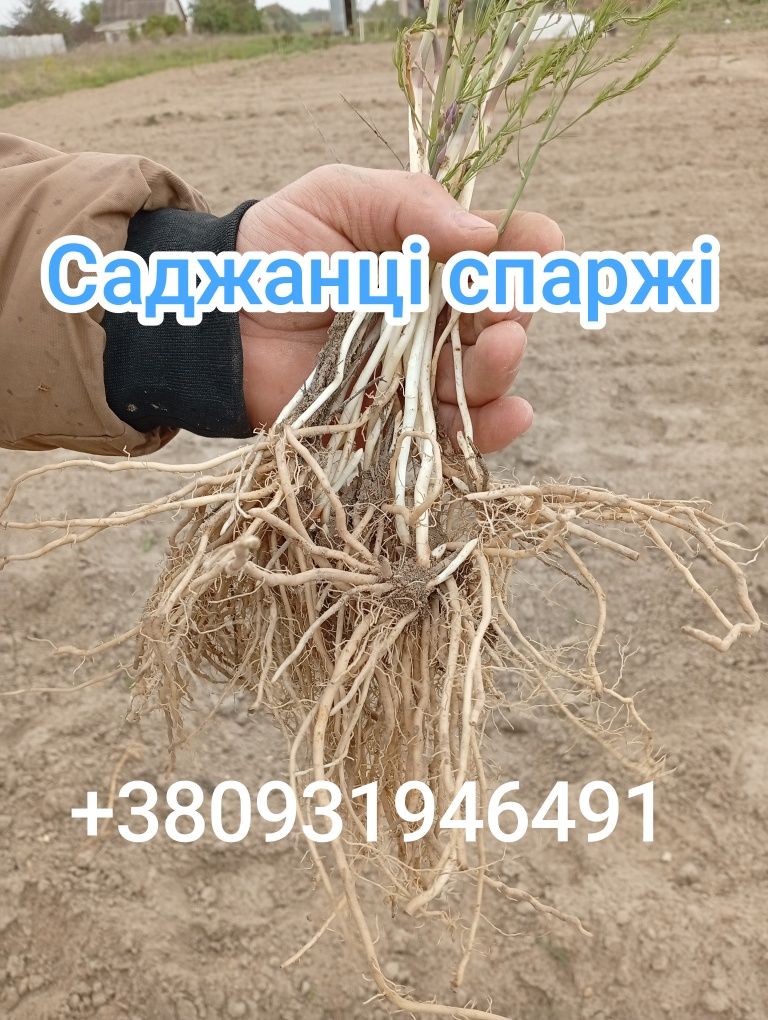 Саджанці спаржі сорт Аржентельська