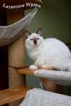 Bazyl ragdoll z Lazurowej Wyspy.