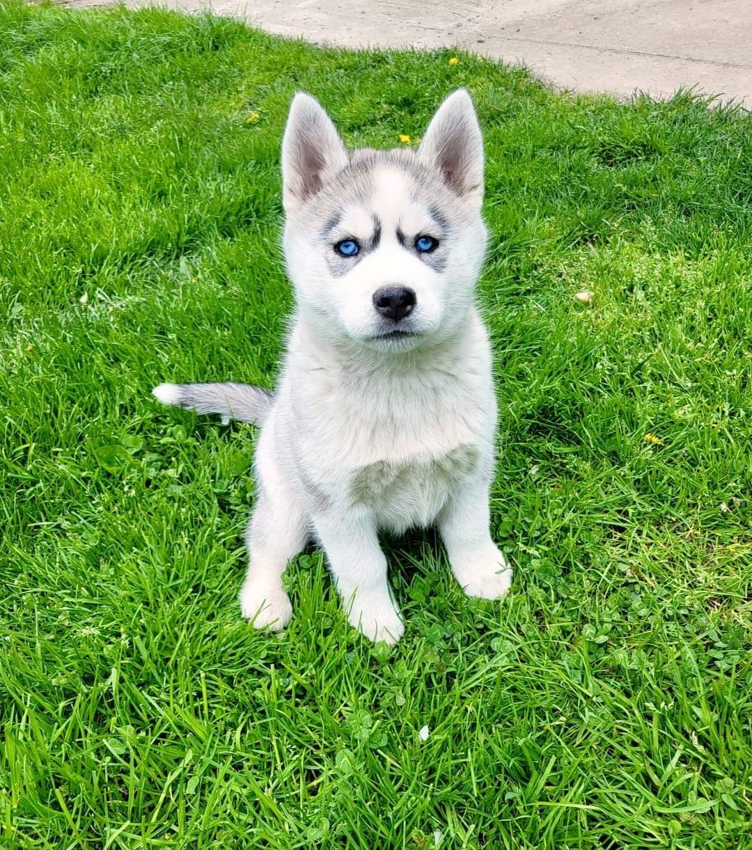 Szczeniak siberian husky sunia niebieskooka zkwp fci