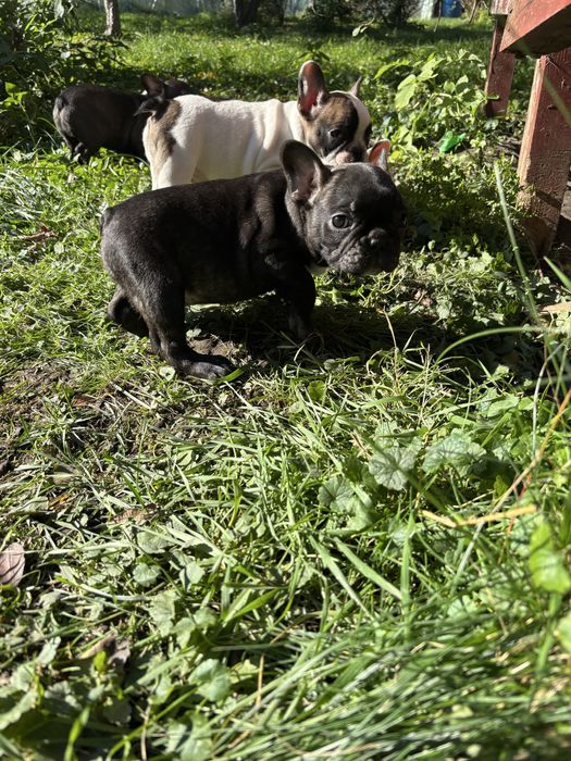 Buldog francuski z rodowodem