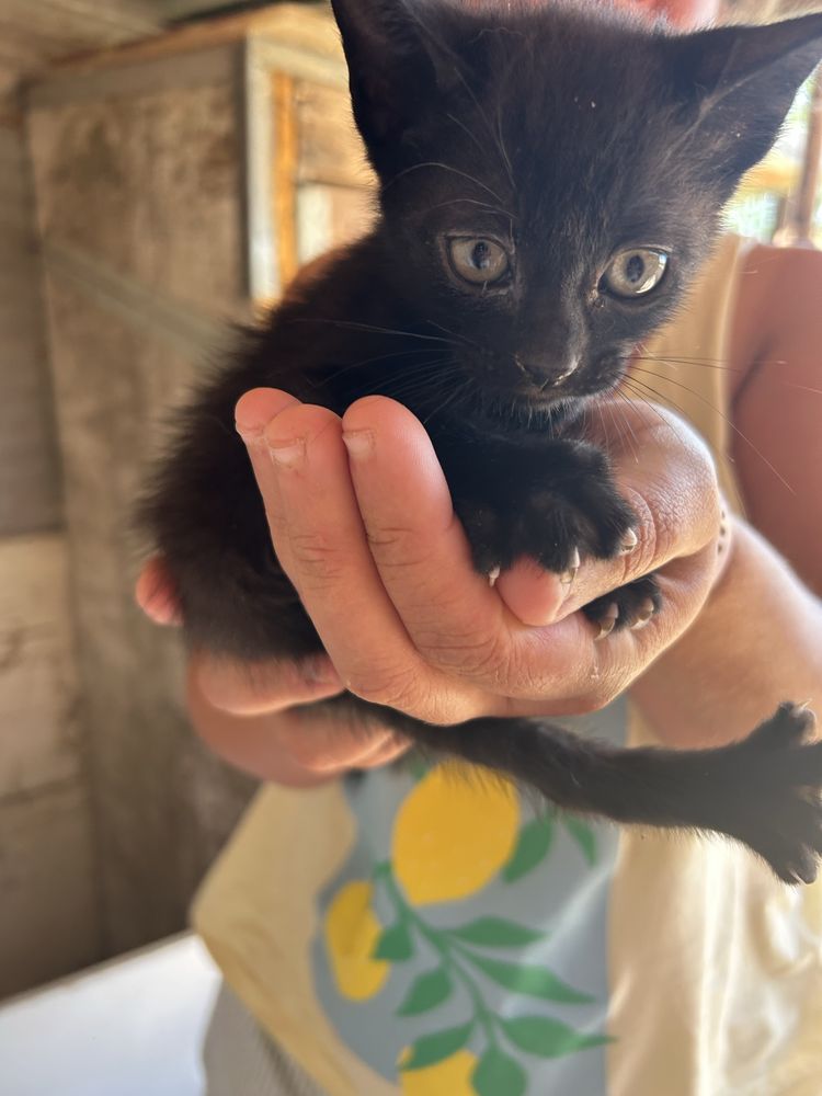 gatinhos para adoçao