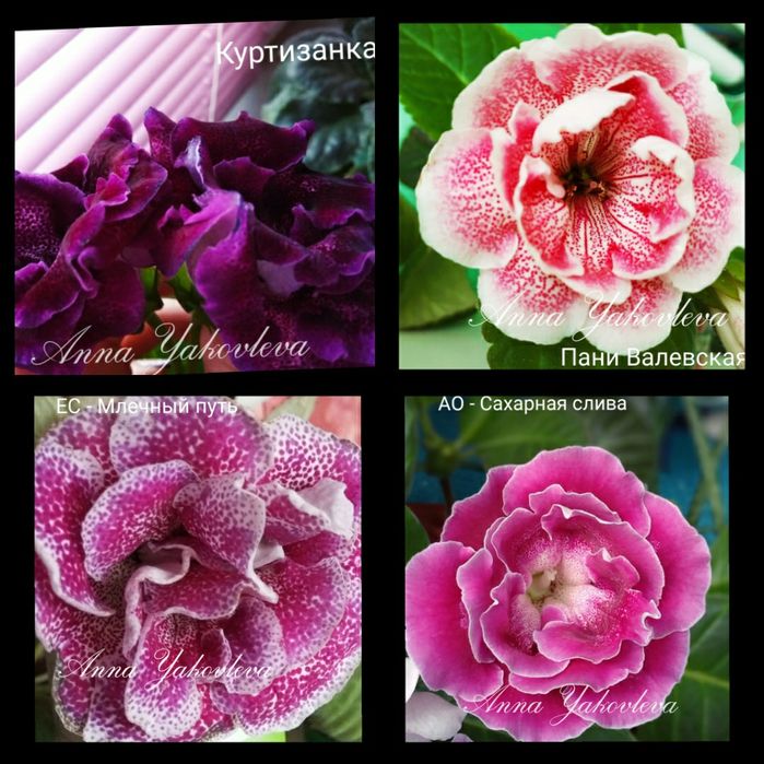 Глоксинии сортовые, клубни