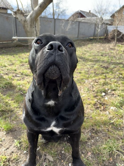 Пес породи Кане корсу самець вʼязка