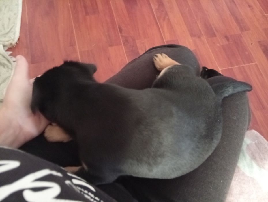 Sunia suczka oddam za darmo