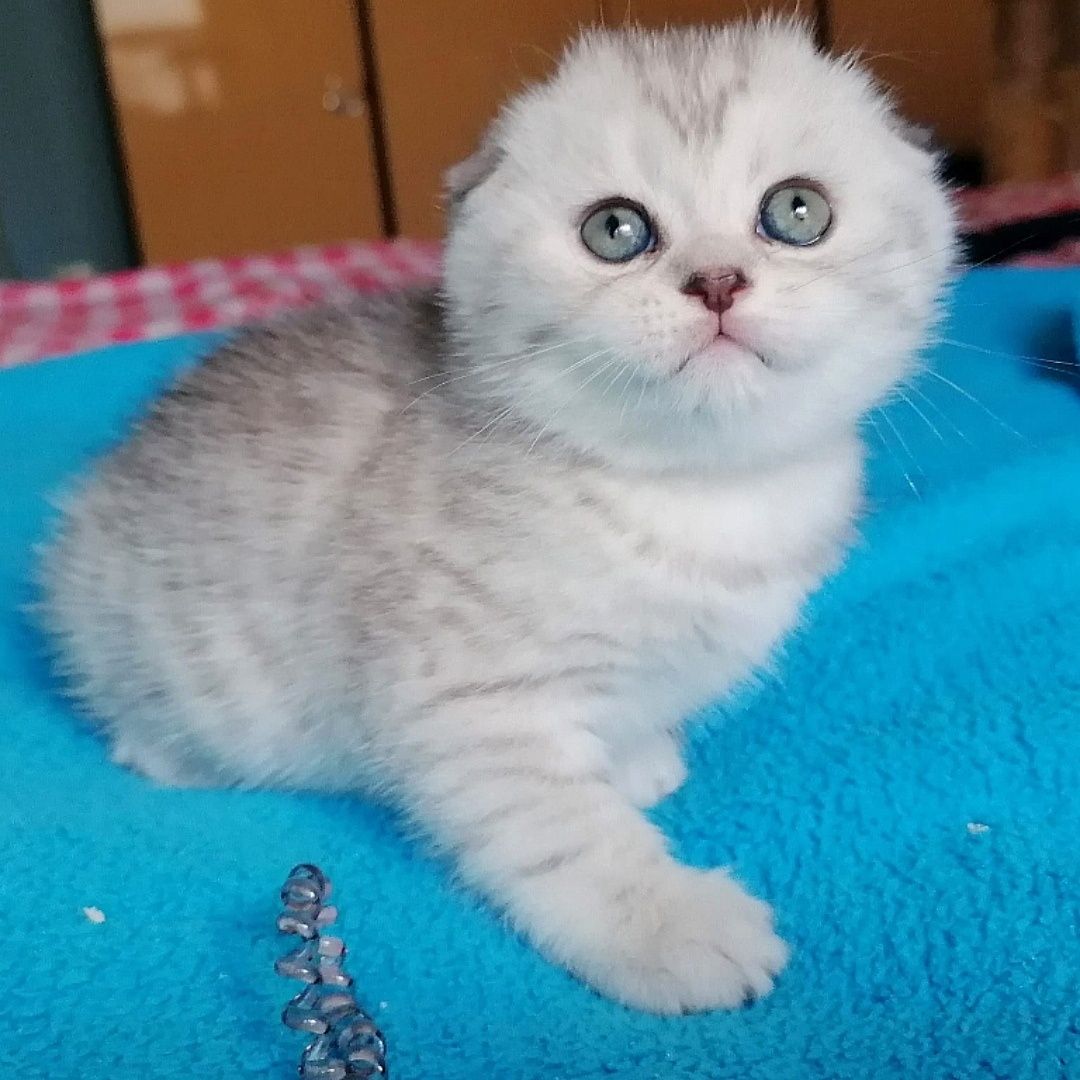 Fêmea Scottish Fold