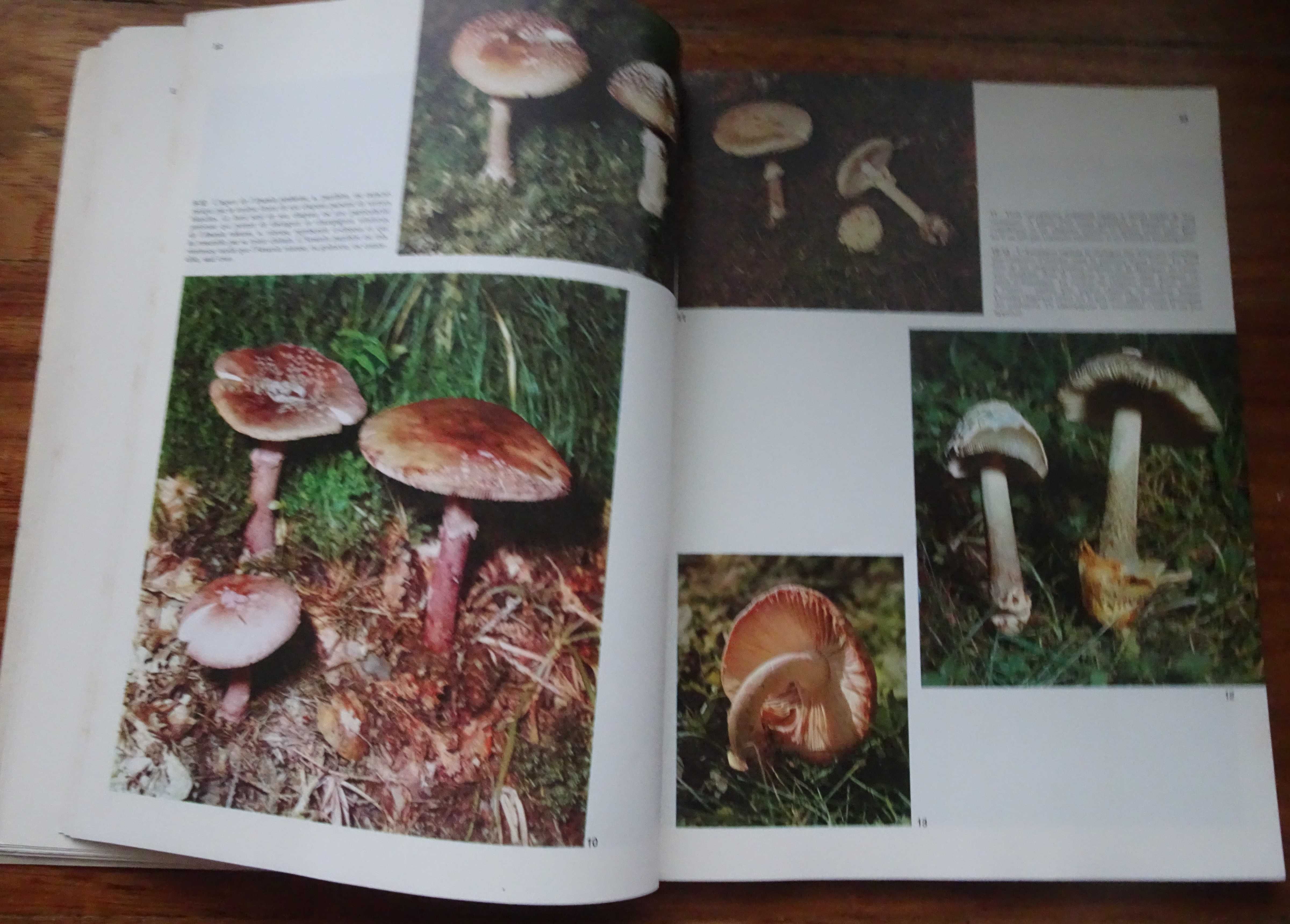 Os Cogumelos (Les Champignons)