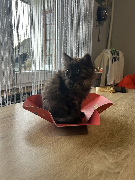 Відамо котиків в добрі руки