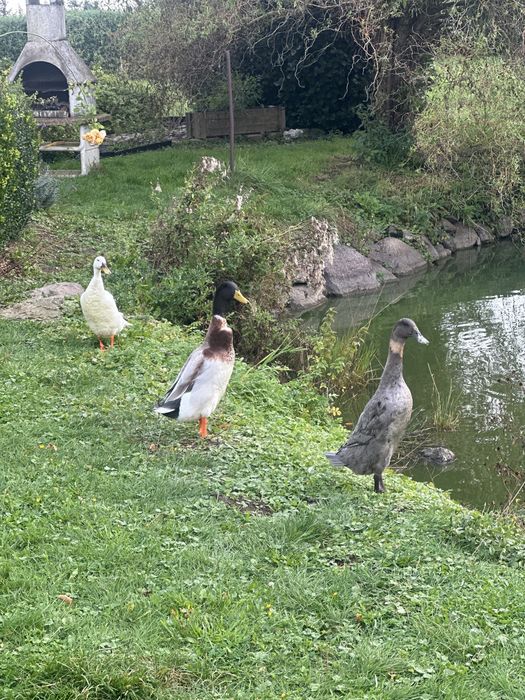 Kaczki biegusy indyjskie – z własnej hodowli