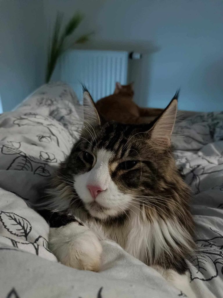 Kot Maine Coon Hades z wyprawką