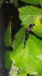 Straszyki australijskie ( Extatosoma tiaratum)