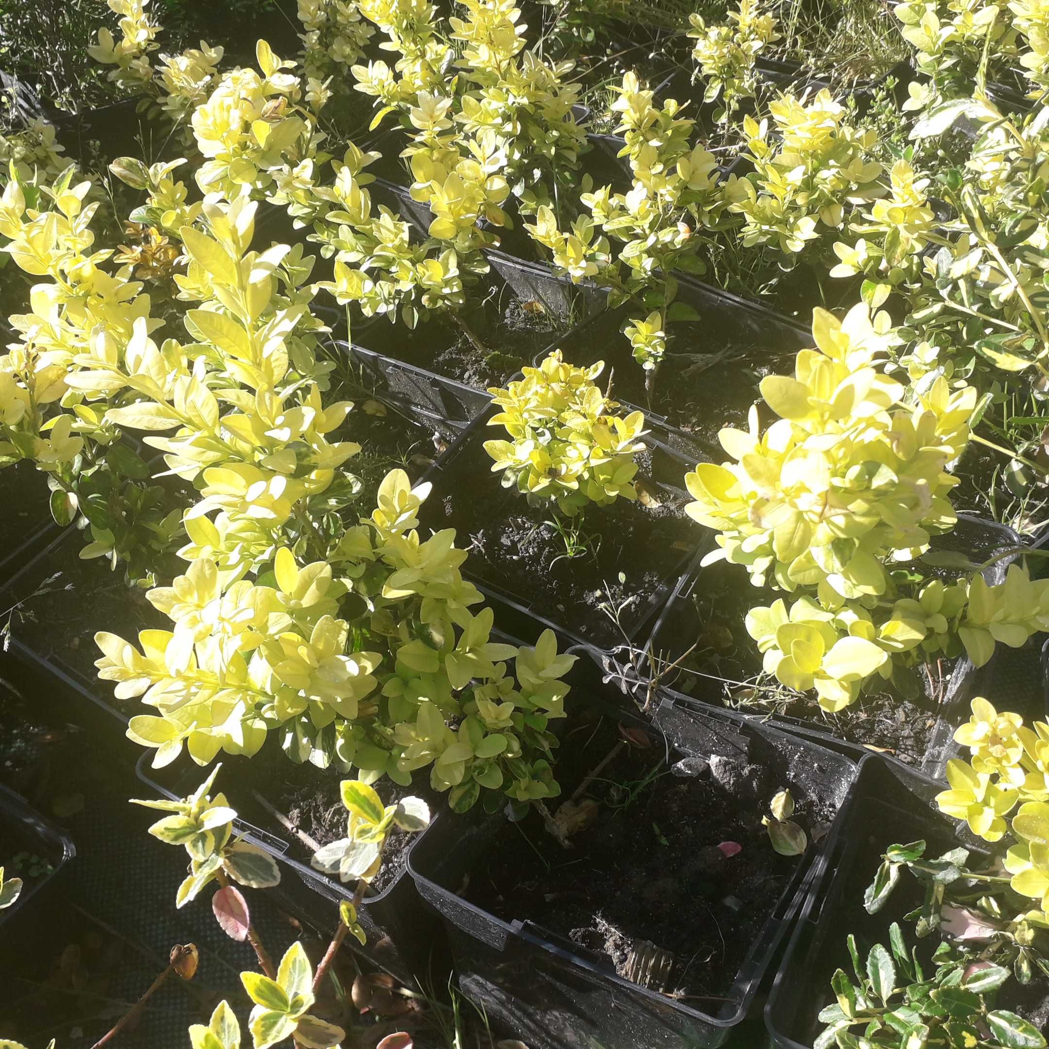 forsycja cyprys bukszpan berberys żółto wiosną