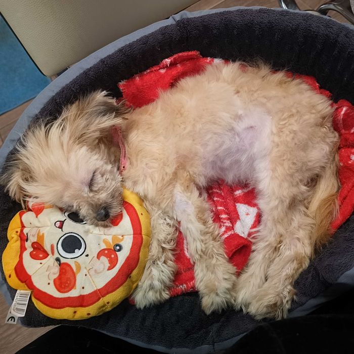 Oddam pieska w dobre ręce