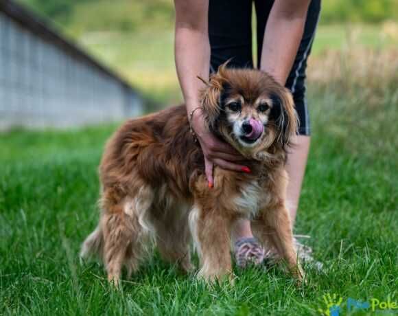 Kochany, starszy psiak PITER szuka nowego domku!