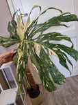 OGROMNA pędówka monstera thai constellation sadzonka pędowa big form