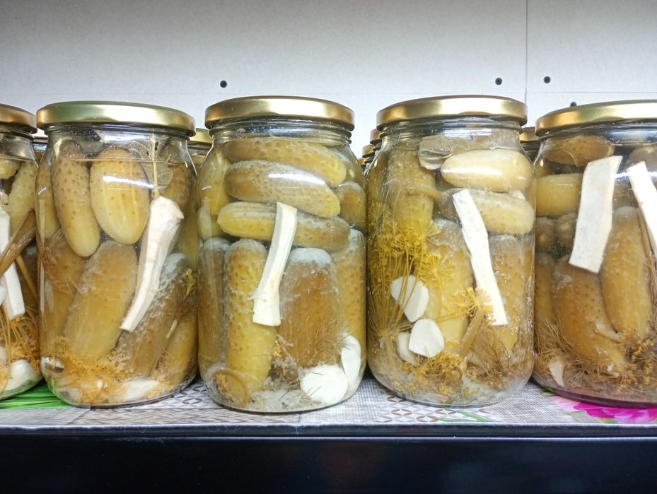 Ogórki kiszone z własnej działki