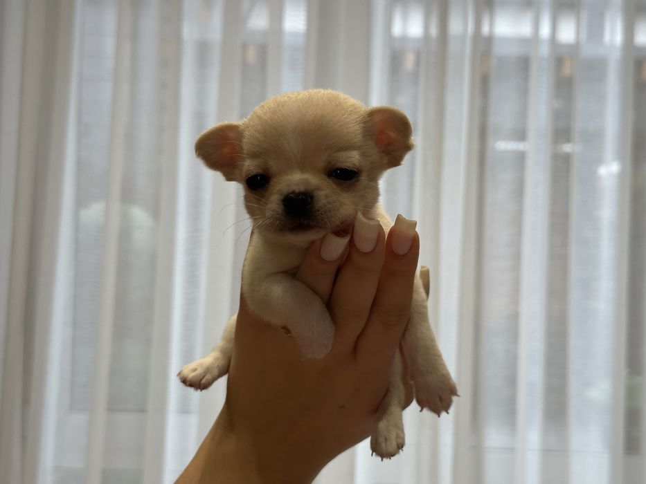 Хлопчики чихуахуа