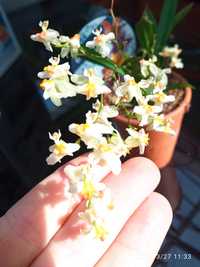 Storczyk Oncidium Twinkle "Fragrance fantasy" żywy