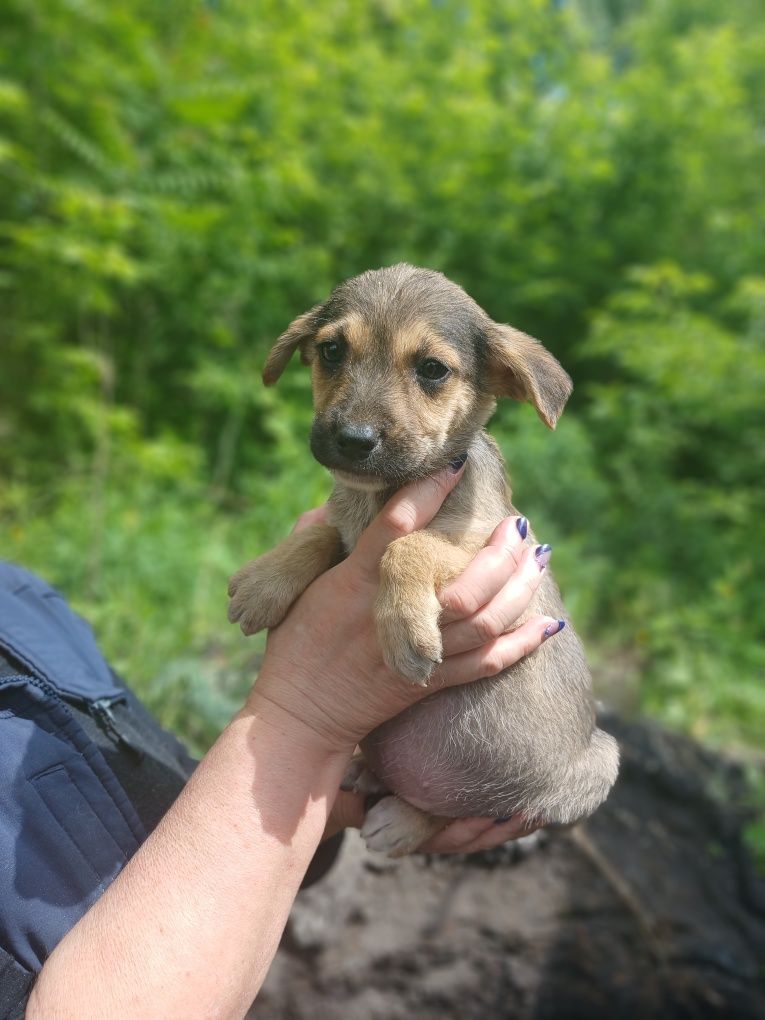 Цуценя в добрі руки,  безкоштовно