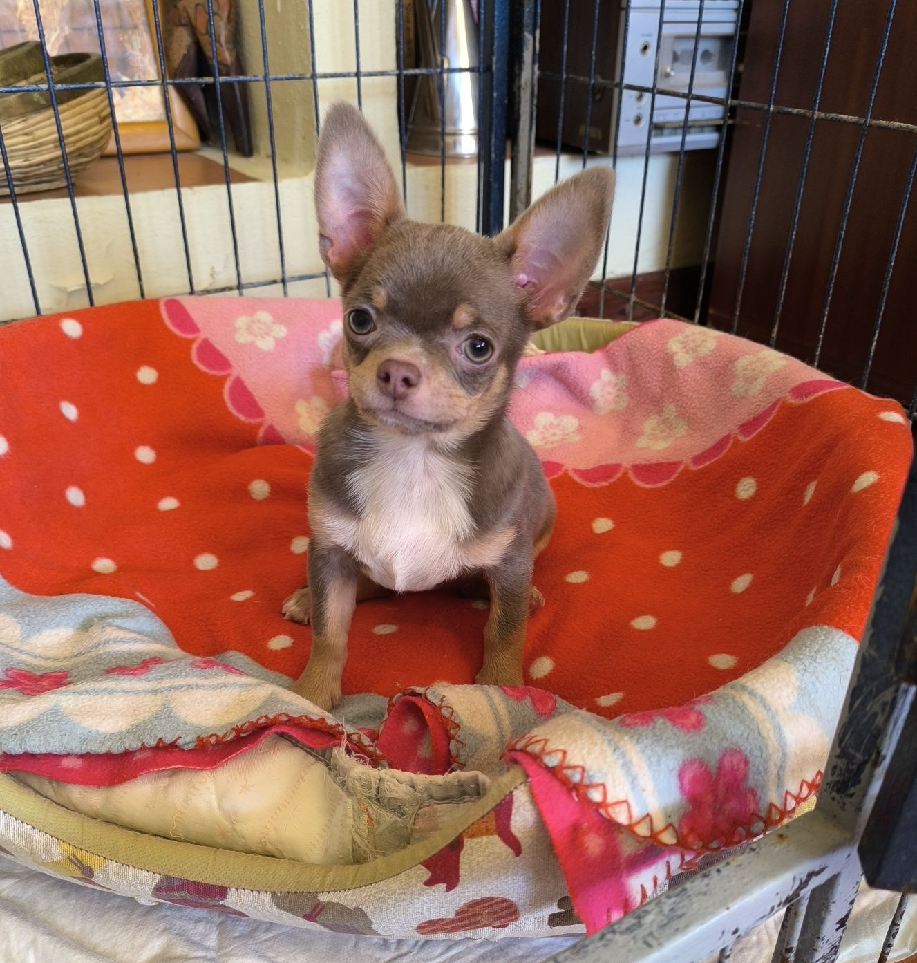 Chihuahua Fem lilás e tan c olhos claros Lop e Afixo